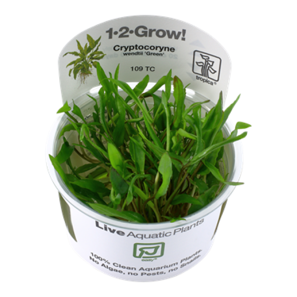 Cryptocoryne wendtii 'Green'/ Grüner Wasserkelch 1-2-Grow!